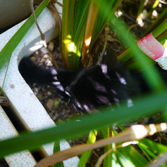 伸び