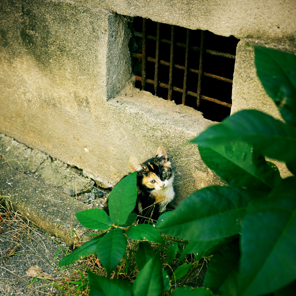 ママみたいに。