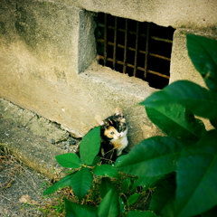 ママみたいに。