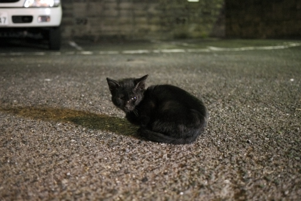 にゃお
