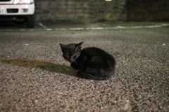 にゃお