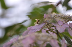 Bee!!