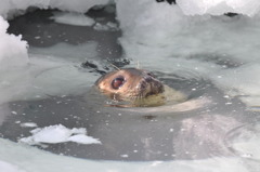 Phoca