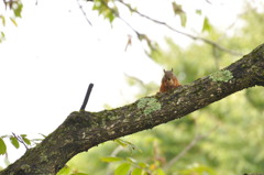 Sciurus lis