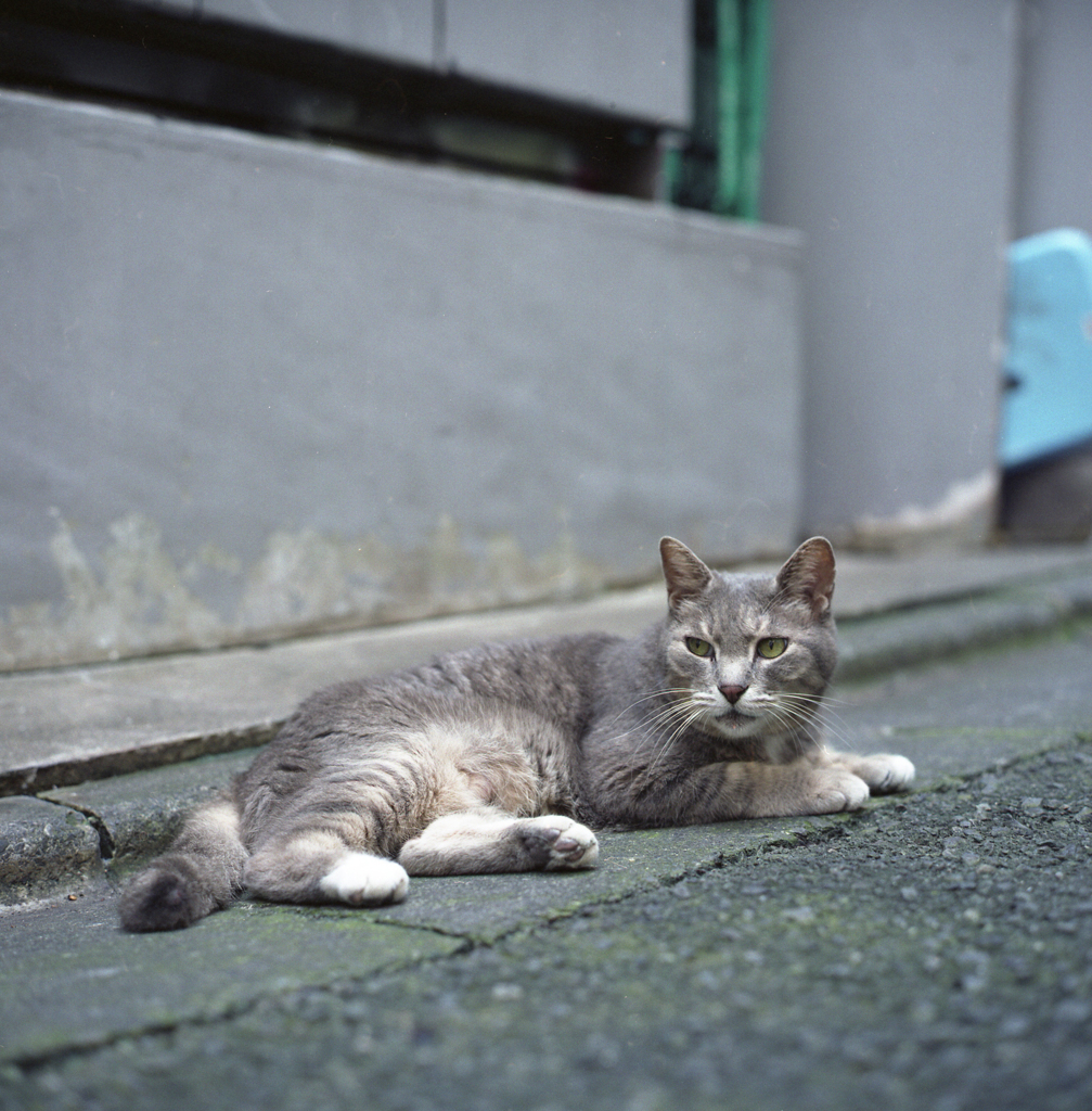 路地裏のネコ