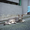路地裏のネコ