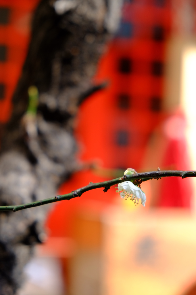 小春