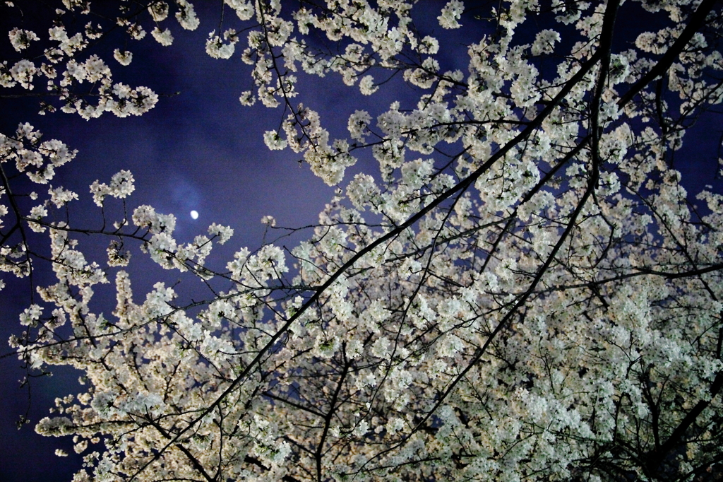 夜明かり