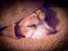 Good night