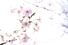 陽光