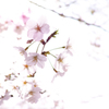 陽光