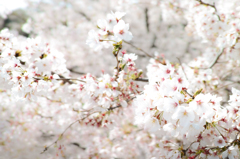 千波の桜