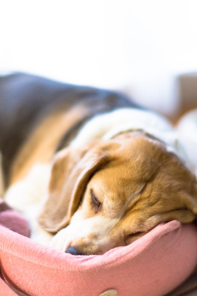 siesta