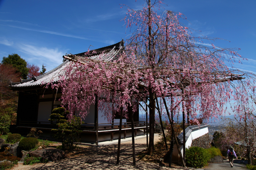 春かおる山寺
