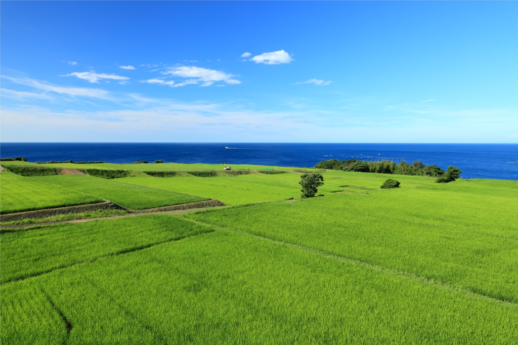 青空と田園