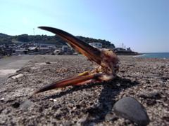 鳥