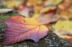 Fallen leaf