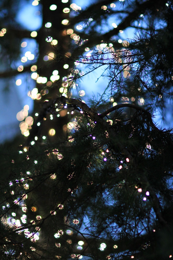 lights of the tree
