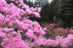 華やぐ森