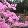 華やぐ森