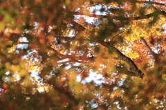 御嶽紅葉