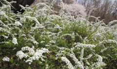 ゆき桜