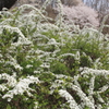 ゆき桜