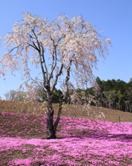 桜色