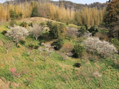 鋸南町の早春