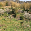 鋸南町の早春