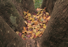 樹に抱かれて