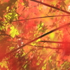 飛鳥山公園紅葉