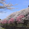 春日和