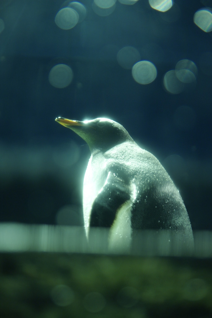 キラキラペンギン