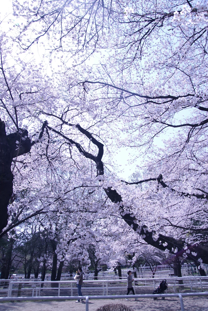 桜と写真