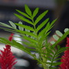 花壇の草