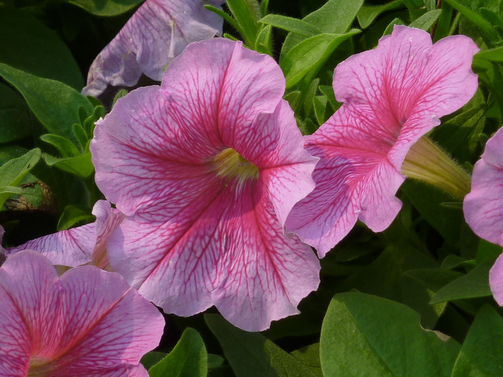 花壇の花