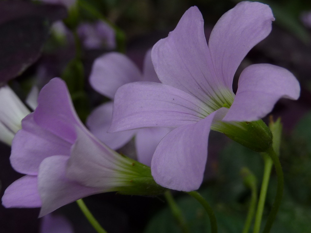 花壇の花