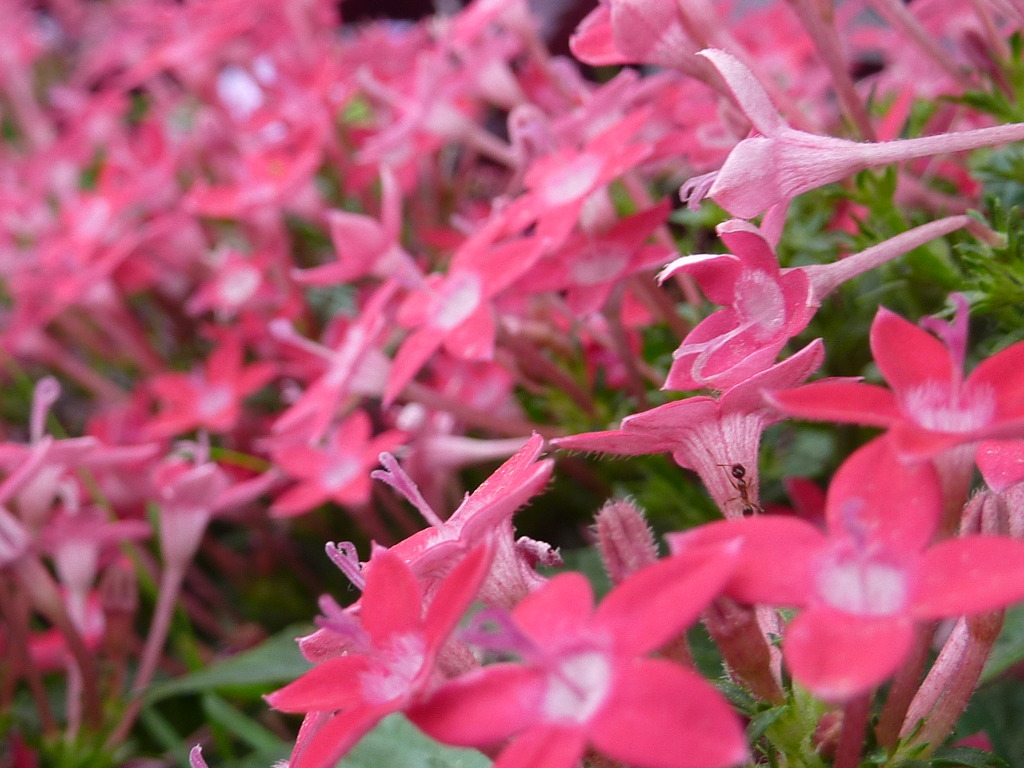花壇の花と良く見ると蟻