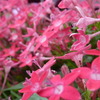 花壇の花と良く見ると蟻