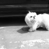 近所の犬ちゃん