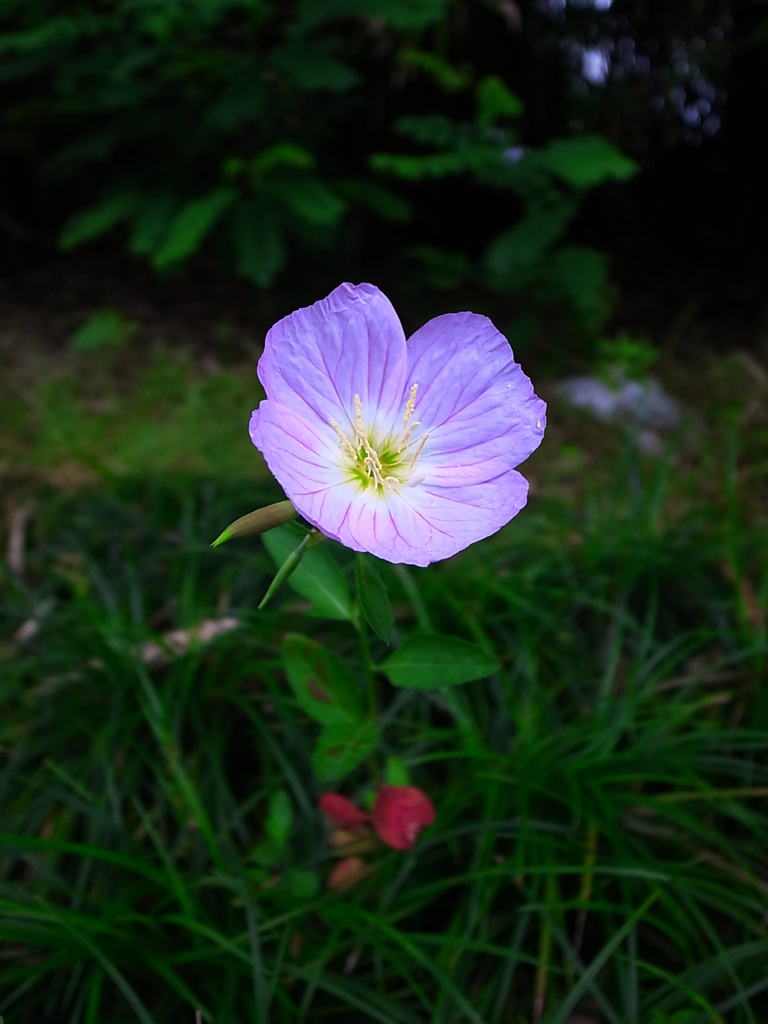 花心