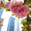 中国風桜