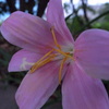 道端の花