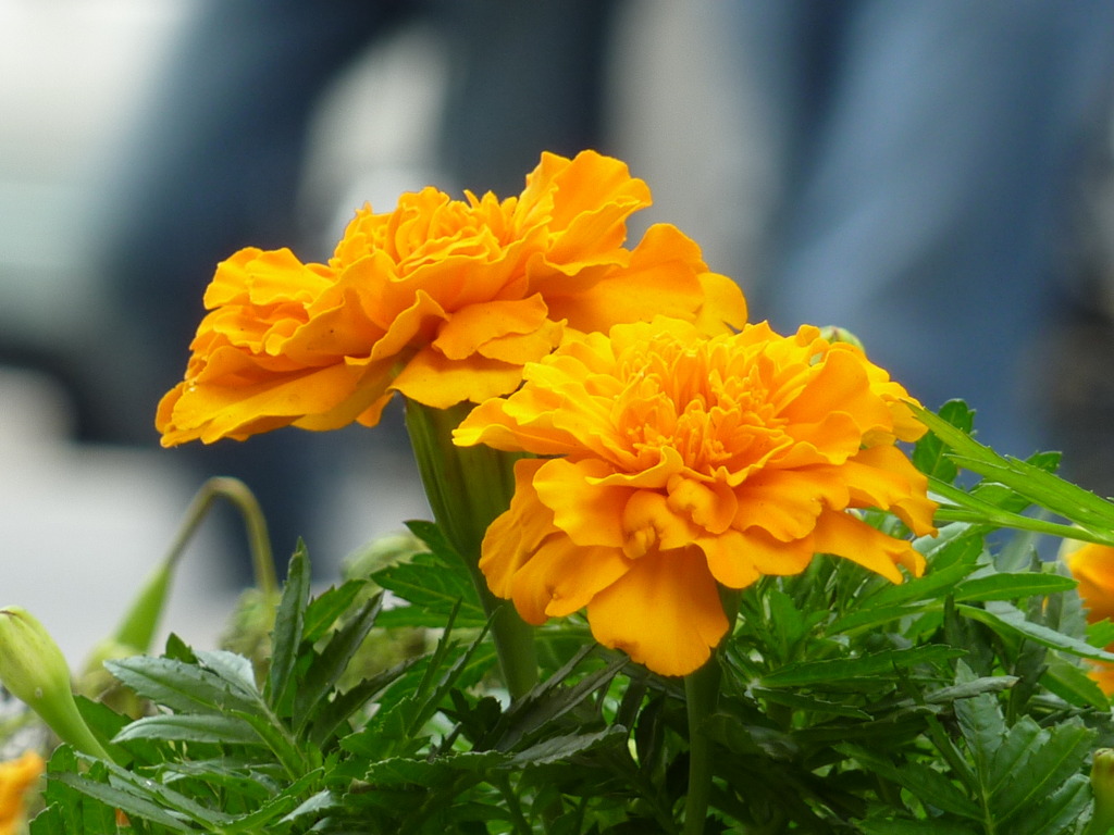 花壇の花