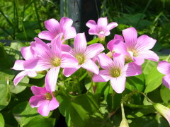 小さな花