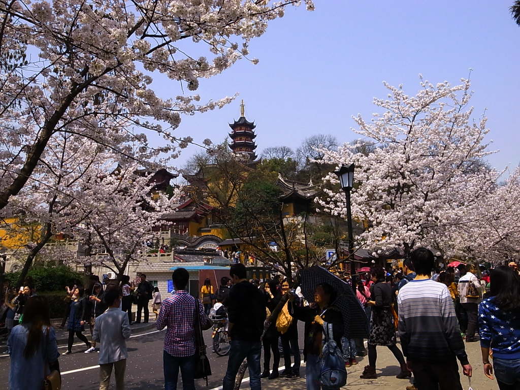 桜さく鶏鳴寺