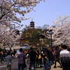 桜さく鶏鳴寺