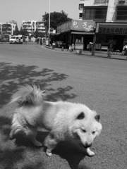 犬