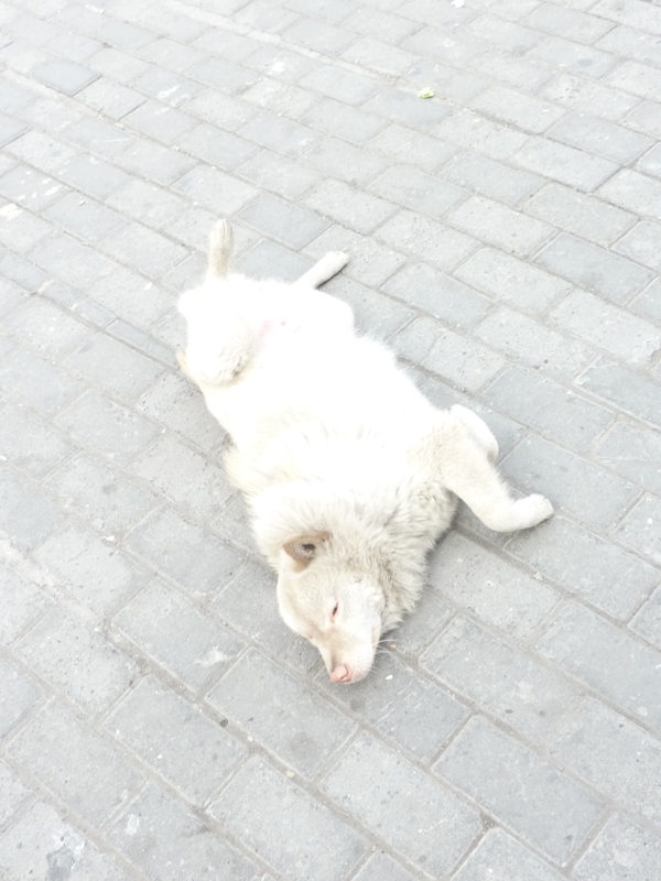 犬
